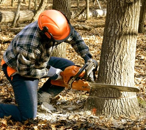 Tree Removal in Niota, TN
